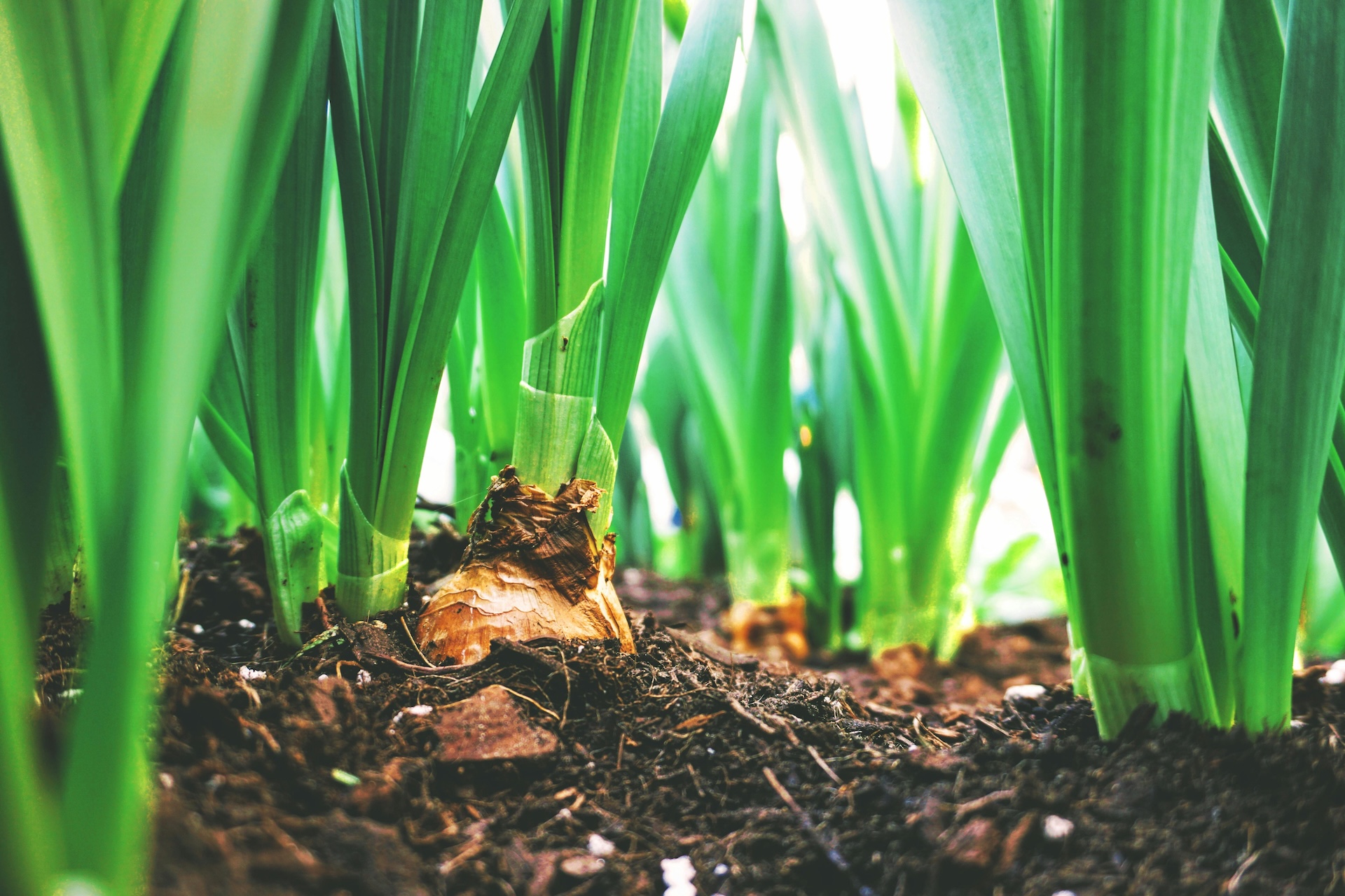 Climate Change Effects on Global Food Supply Chain
